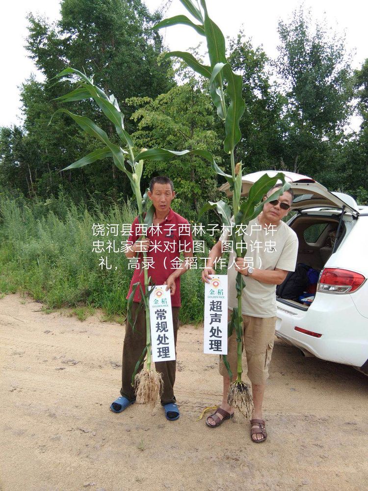黑龍江雙鴨山市與佳木斯市的超聲波玉米、水稻種植田調查