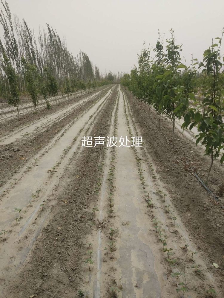 新疆省庫爾勒市棉花種植田間調查觀摩會