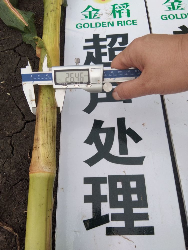 黑龍江雙鴨山市與佳木斯市的超聲波玉米、水稻種植田調查
