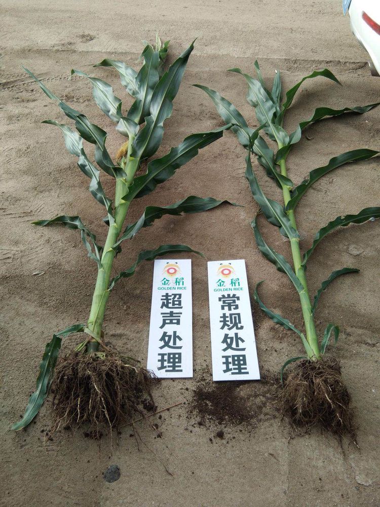 黑龍江雙鴨山市與佳木斯市的超聲波玉米、水稻種植田調查