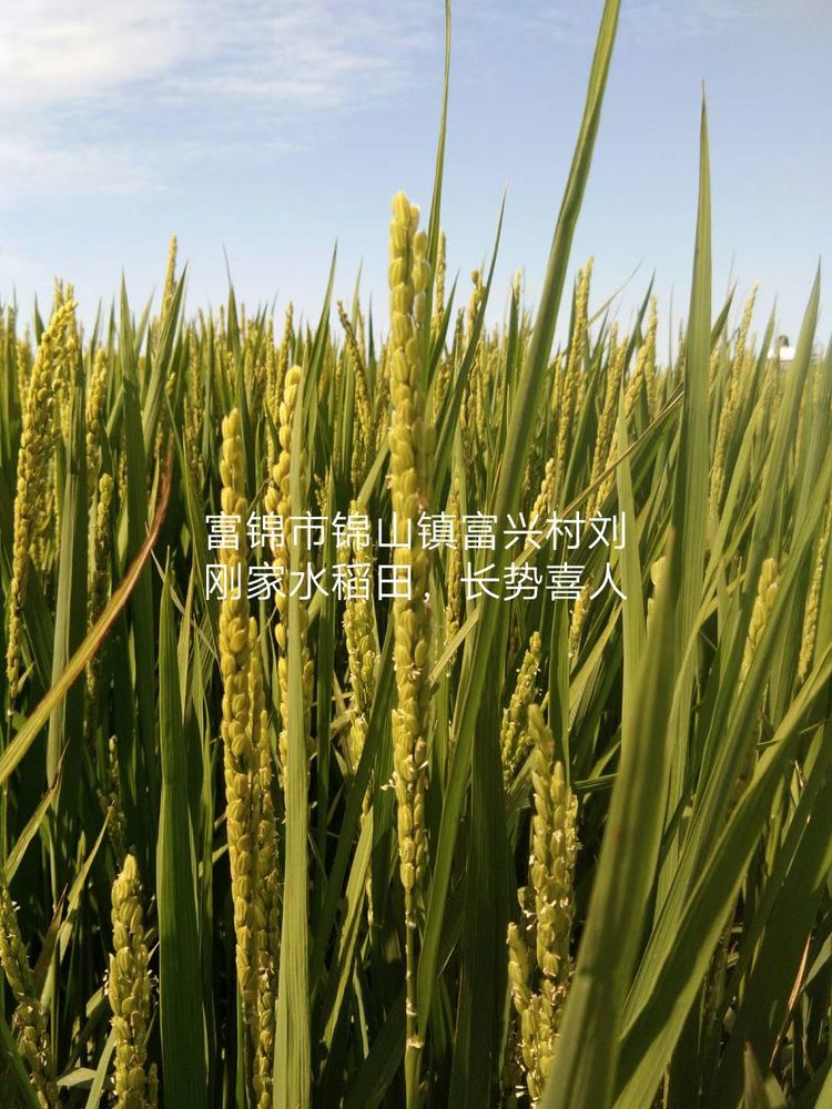 黑龍江雙鴨山市與佳木斯市的超聲波玉米、水稻種植田調查