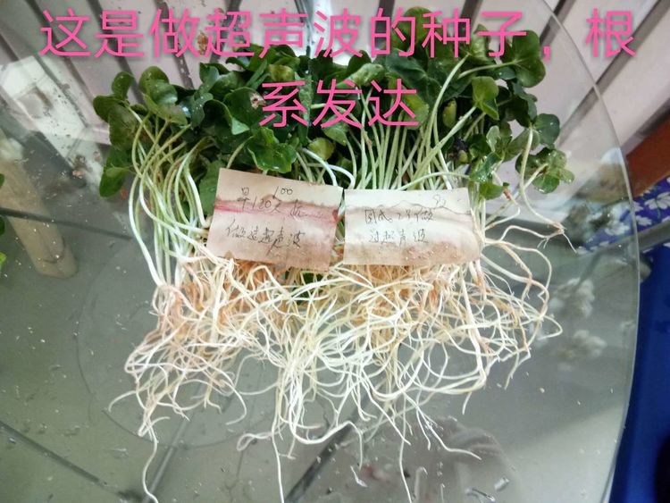 新疆省庫爾勒市棉花種植田間調查觀摩會