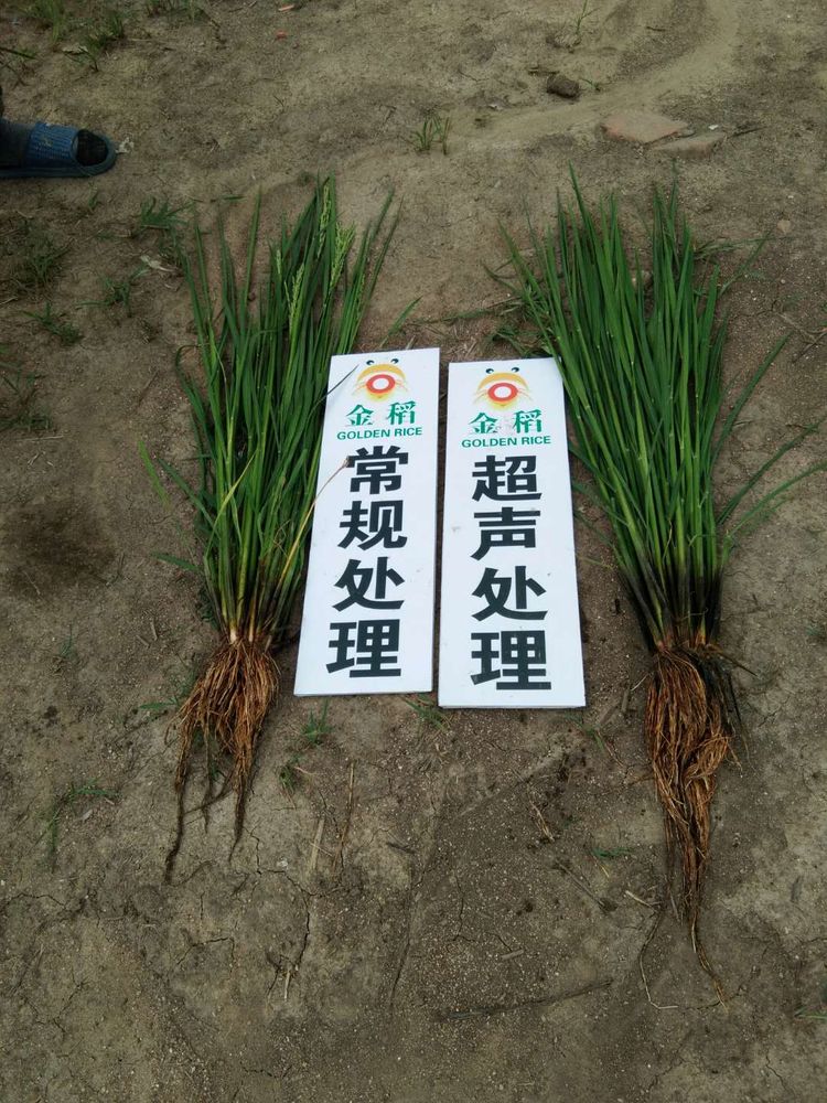 黑龍江雙鴨山市與佳木斯市的超聲波玉米、水稻種植田調查