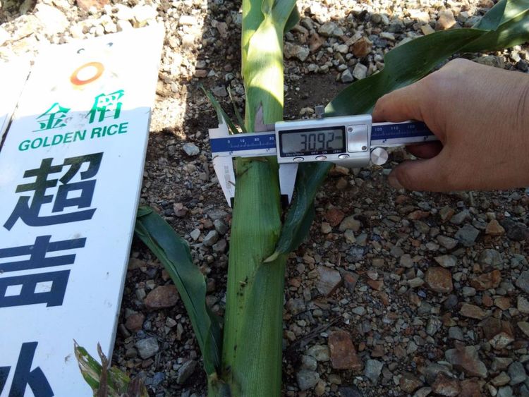 黑龍江雙鴨山市與佳木斯市的超聲波玉米、水稻種植田調查
