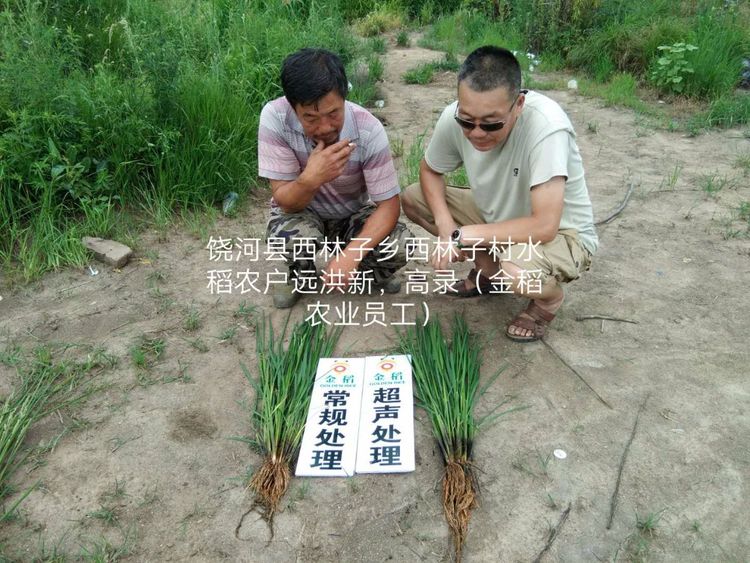 黑龍江雙鴨山市與佳木斯市的超聲波玉米、水稻種植田調查