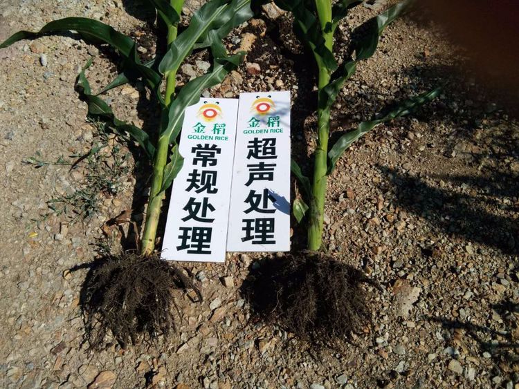 黑龍江雙鴨山市與佳木斯市的超聲波玉米、水稻種植田調查