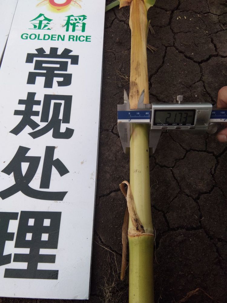 黑龍江雙鴨山市與佳木斯市的超聲波玉米、水稻種植田調查
