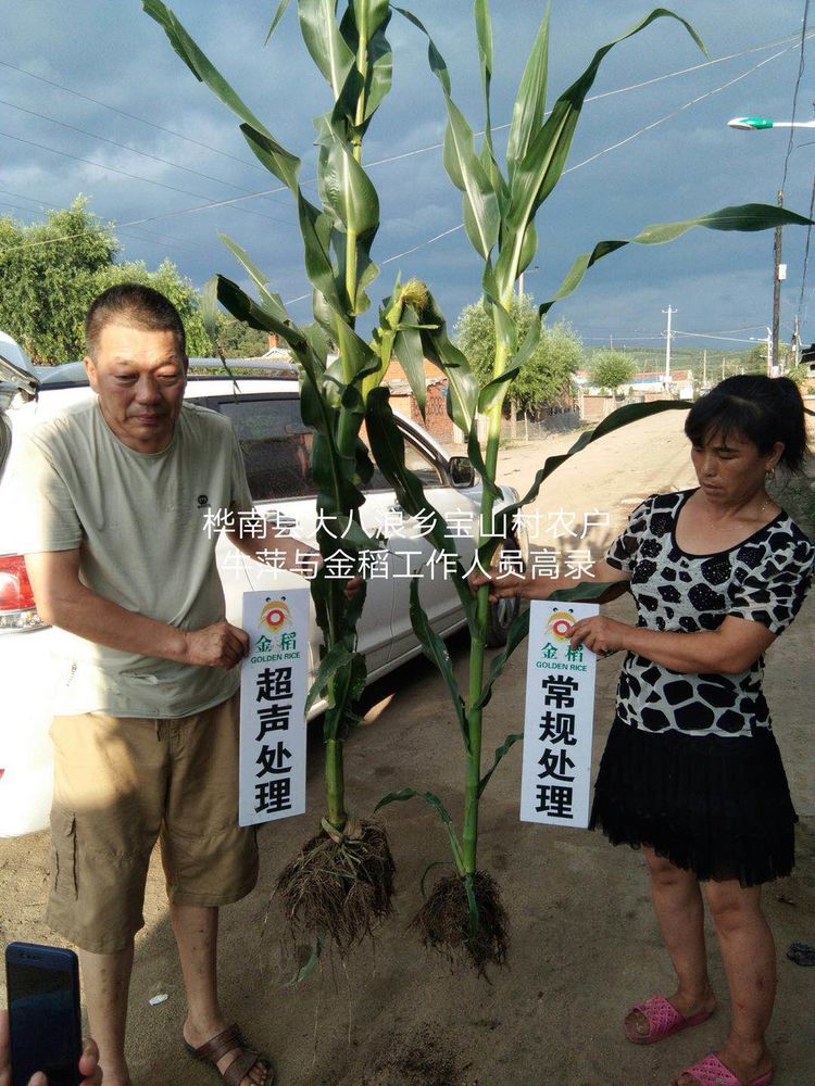 黑龍江雙鴨山市與佳木斯市的超聲波玉米、水稻種植田調查