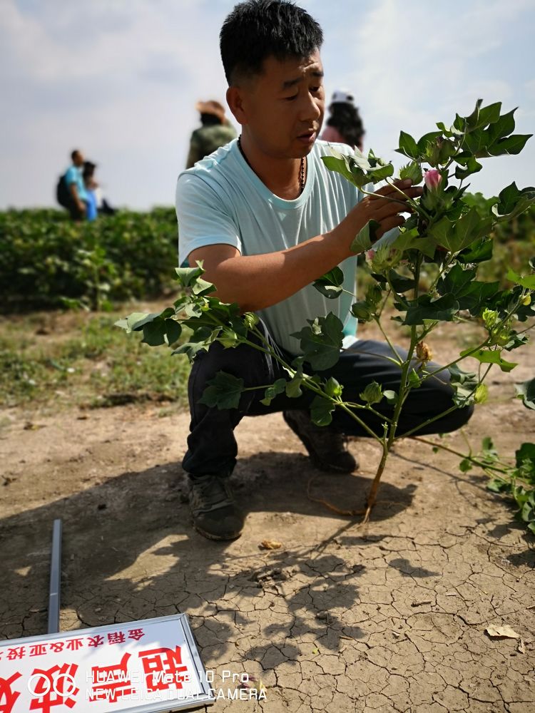 7月新疆超聲波棉花田田間調查