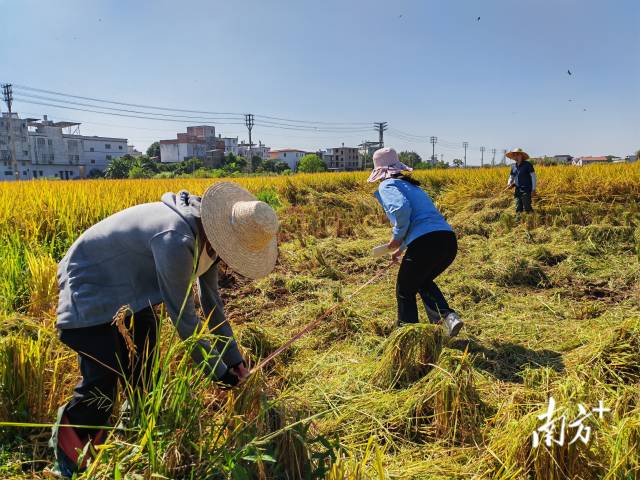 超聲種子增產(chǎn)預(yù)處理后，廣東興寧雙季絲苗香米突破畝產(chǎn)1446.18公斤，再創(chuàng)世界紀(jì)錄！